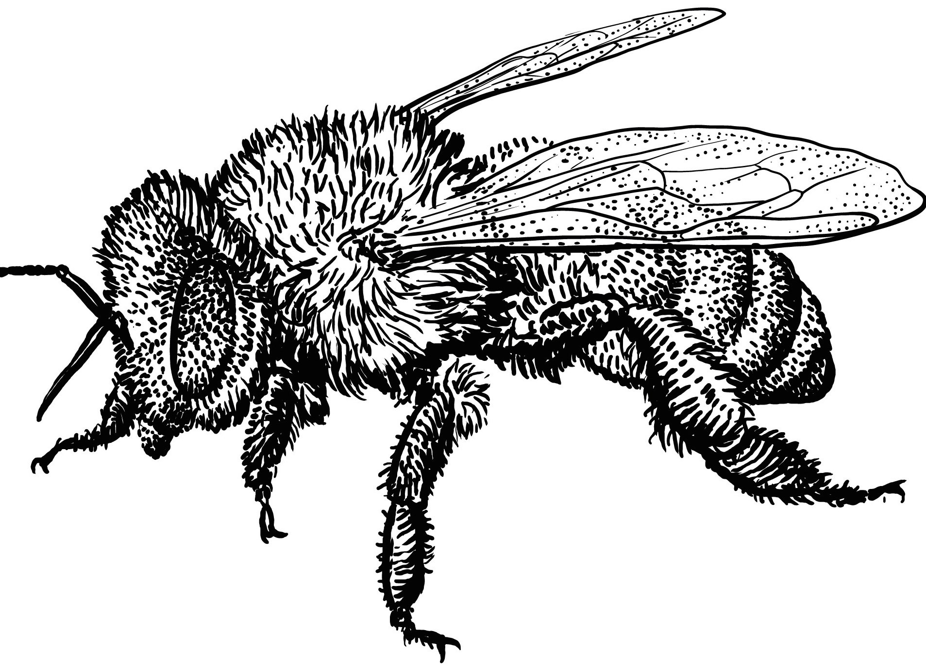 Logo dessiné d'une abeille 
