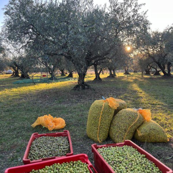 Olives et oliviers